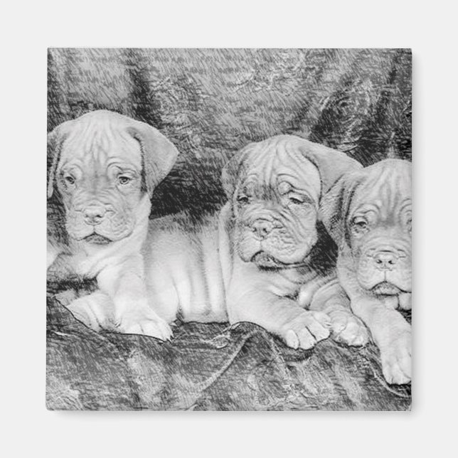 Imã Íman Dogue de bordeaux (Frente)