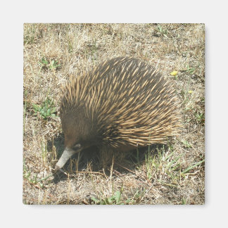 Imã Íman Echidna