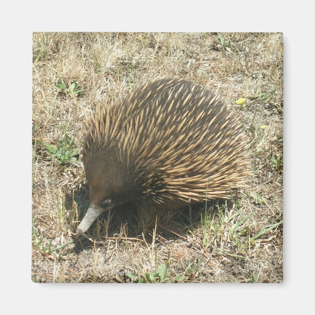 Imã Íman Echidna (Frente)