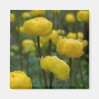 Imã Íman Floral Amarelo