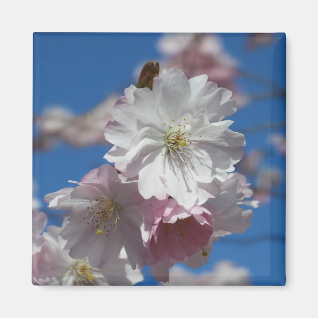 Imã Íman florescente de flores (Frente)