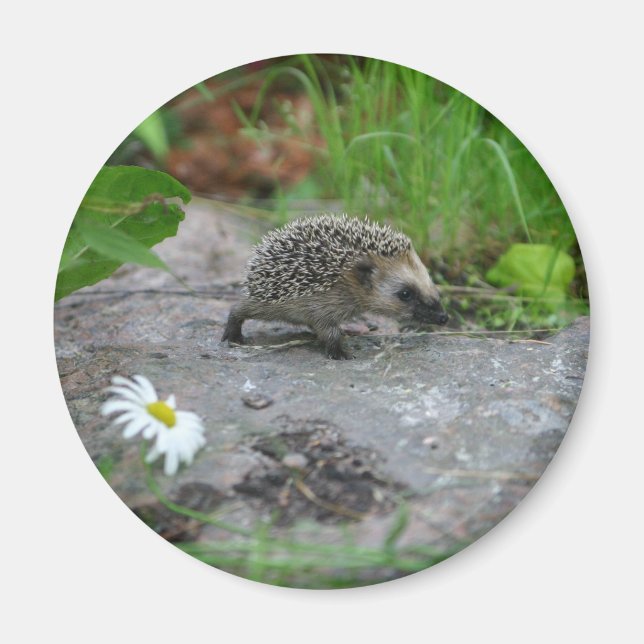 Imã Íman Hedgehog - personalizável (Frente)