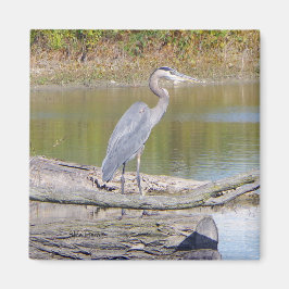 Imã Íman Heron Azul