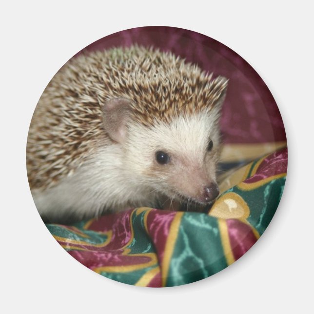 Imã Íman hh standard (Frente)