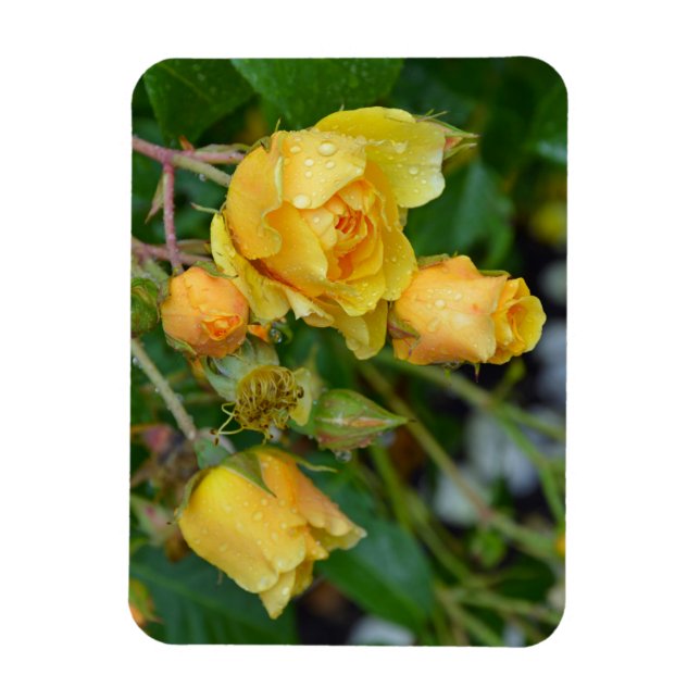 Ímã Íman impressão floral rosa amarelo (Vertical)