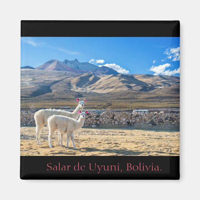 Imã Imán, Llamas Salar de Uyuni, Bolivia (Frente)