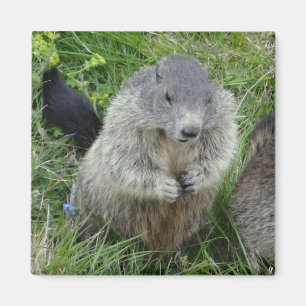 Imã Íman marmot