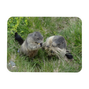 Ímã Íman marmot
