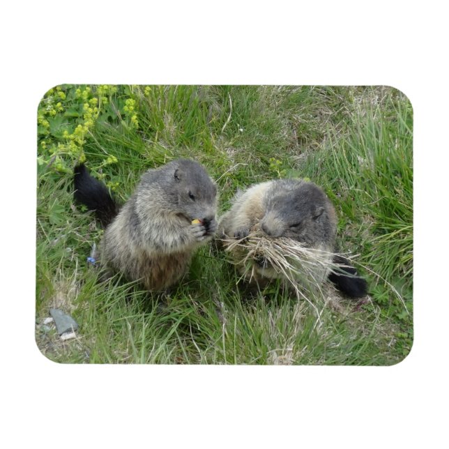 Ímã Íman marmot (Horizontal)