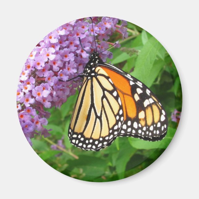 Imã Íman Monarca bonito (Frente)