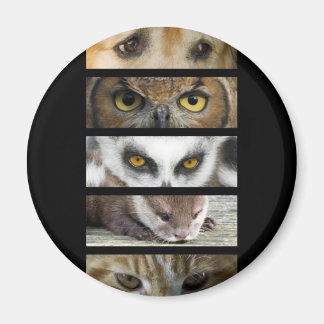 Imã Íman - Olhos Animais