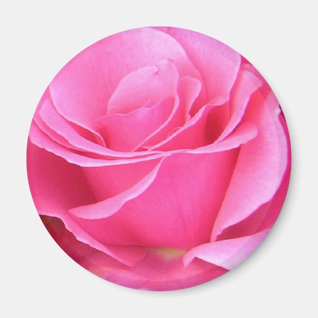 Imã Íman personalizável de rosa rosa rosa rosa rosa ro (Frente)
