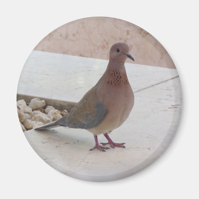 Imã Íman pombo (Frente)