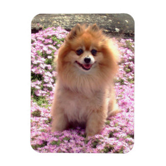 Ímã Íman | Pomeraniana com Flores Rosa