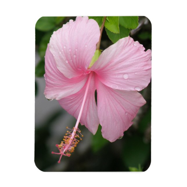 Ímã Íman Premium de Hibiscus Rosa (Vertical)