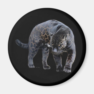 Imã Íman preto Jaguar Diablo