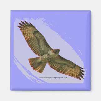 Imã Íman Red Tail Hawk