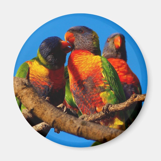 Imã Íman redondo Rainbow Lorikeet (Frente)