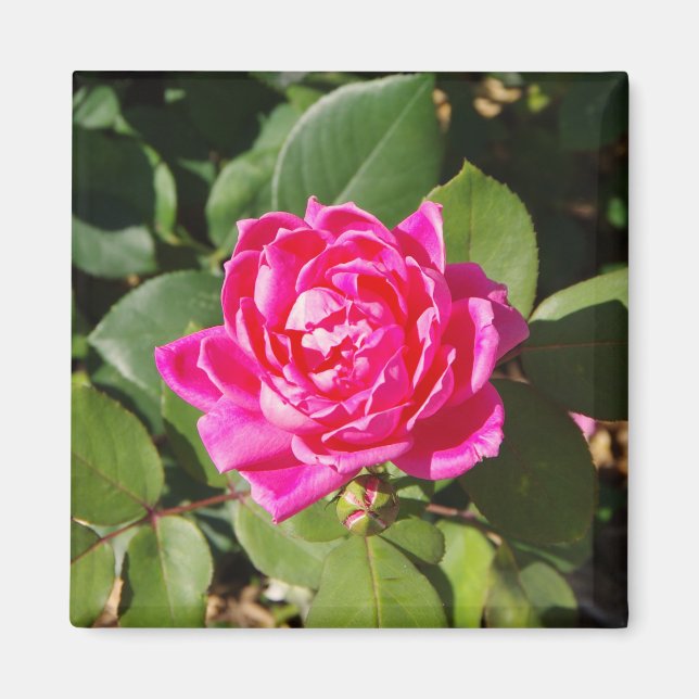 Imã Íman rosa rosa rosa (Frente)