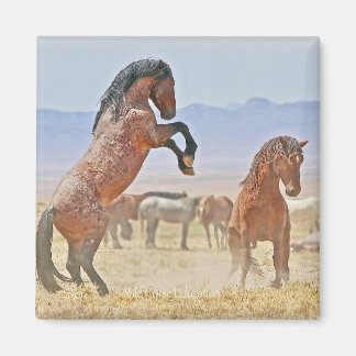 Imã Íman selvagem e livre