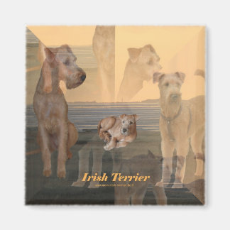 Imã Íman “Terrier Irlandesa "