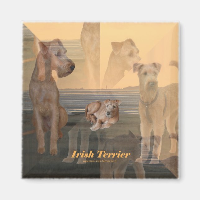 Imã Íman “Terrier Irlandesa " (Frente)