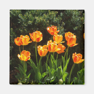 Imã Íman Yellow Orange Tulips