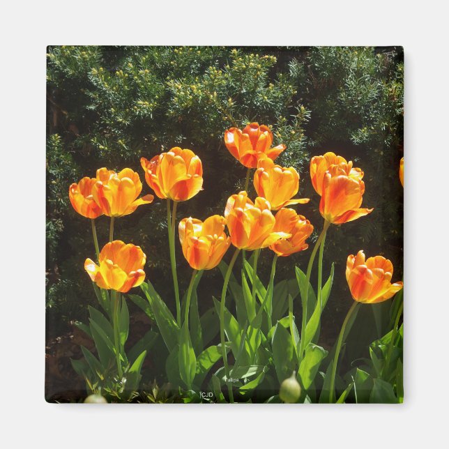 Imã Íman Yellow Orange Tulips (Frente)