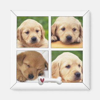 Imã ímanes de cães fotográficos instagram