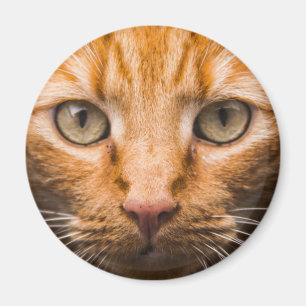 Imã Ímanes de gato impressionantes