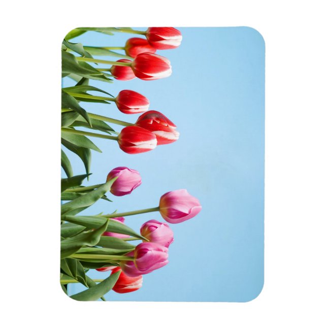 Ímã Ímanes primavera Tulips (Vertical)