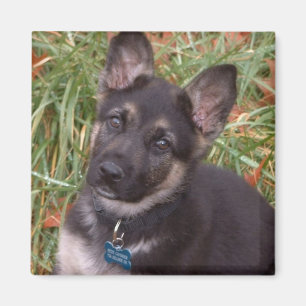 Imã Ímãs adoráveis do filhote de cachorro