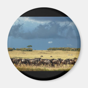 Imã Ímãs azuis de Mara Kenya do Masai do Wildebeest
