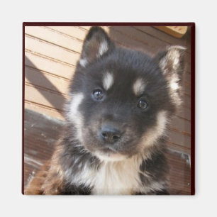 Imã Ímãs bonitos da cara do filhote de cachorro