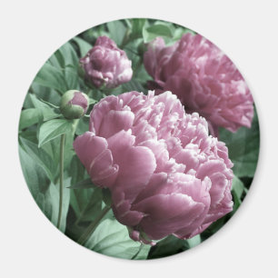 Imã Ímãs cor-de-rosa das peônias
