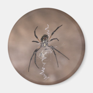 Imã Ímãs de Aranha