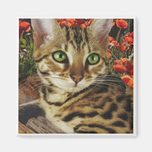 Imã Ímãs de Bengal