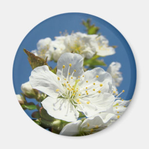 Imã Ímãs de flor de cerejeira Céu Azul personalizado