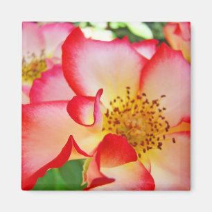 Imã Ímãs de Flores de Rosa Coloridas Vermelhas Brancas