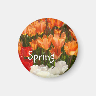 Imã Ímãs de Flores de Tulipa da Primavera Tulipas Lara