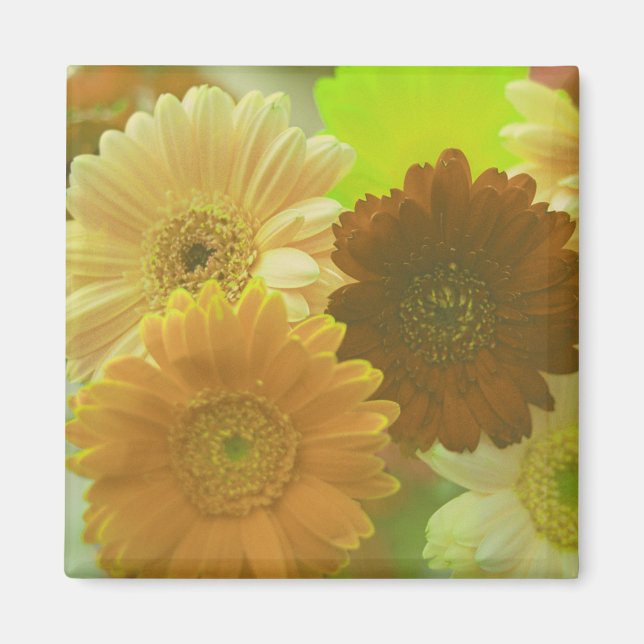 Imã Ímãs de Geladeira de Flores de Gerbera Amarela (Frente)