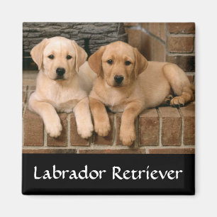 Imã Ímãs de Geladeira Filhotes de Labrador Retriever