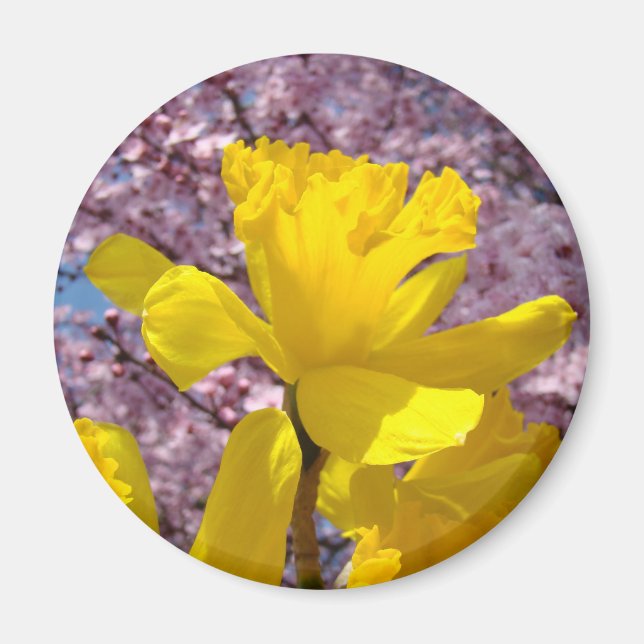 Imã Ímãs de Narcisos da Primavera presentes Flores Ros (Frente)