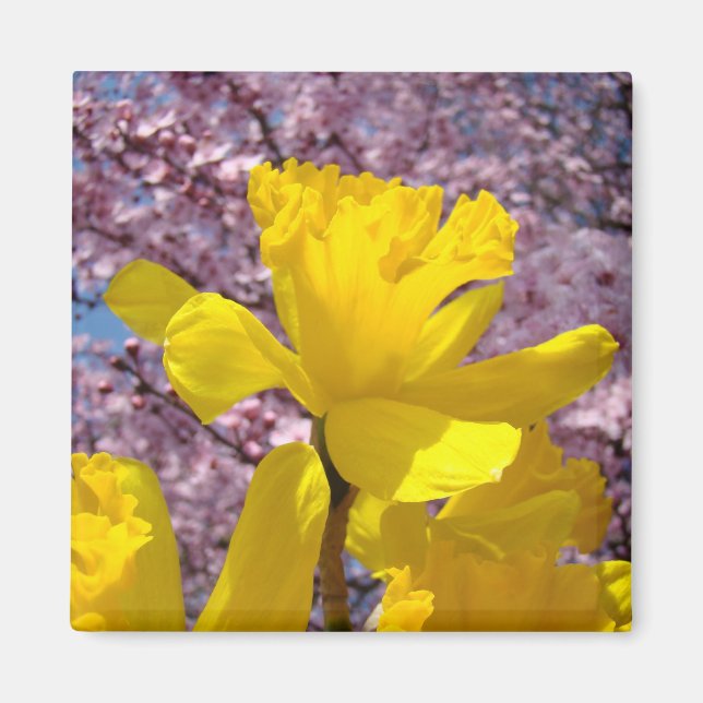 Imã Ímãs de primavera Narcisos amarelos Flores de árvo (Frente)