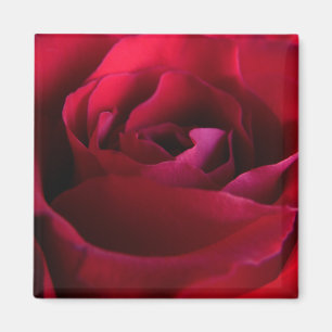 Imã Ímãs de Rosa Vermelha Presentes de Rosa Rosa Decor