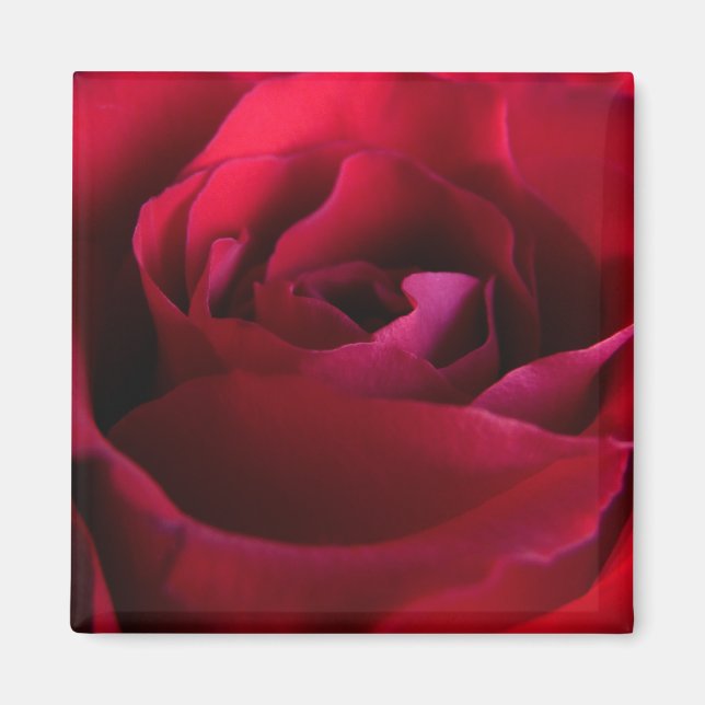 Imã Ímãs de Rosa Vermelha Presentes de Rosa Rosa Decor (Frente)