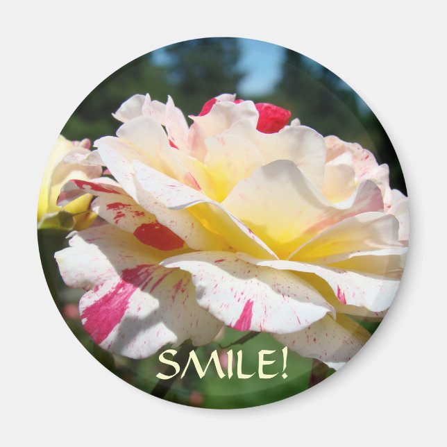 Imã ÍMÃS DE SORRISO Presentes de Escritório Ímã Rosas  (Frente)