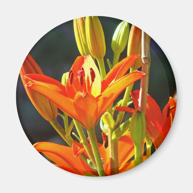 Imã Ímãs de Toque de Cura Flores Laranja Lírio (Frente)