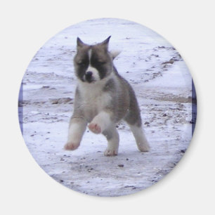 Imã Ímãs do filhote de cachorro de Akita
