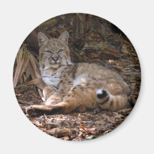 Imã Ímãs do lince